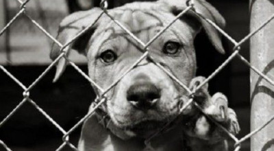 CHI ADOTTA UN AMICO TROVA UN TESORO